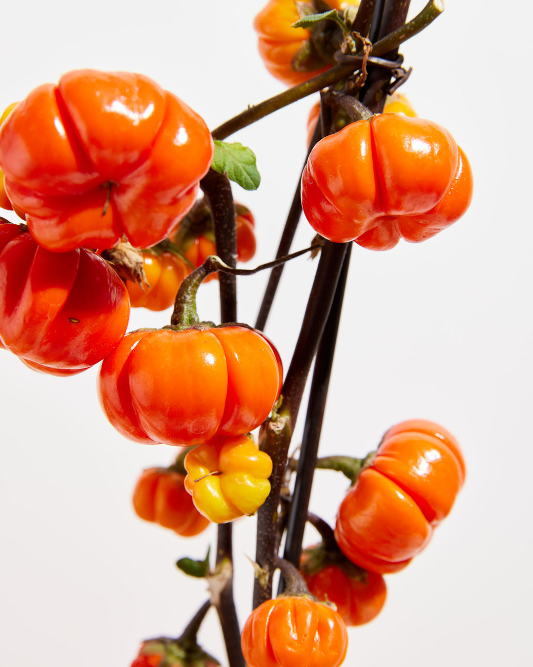 Live Pumpkin On A Stick - 40% Off, Lively Root, Plant, Detail, , , 