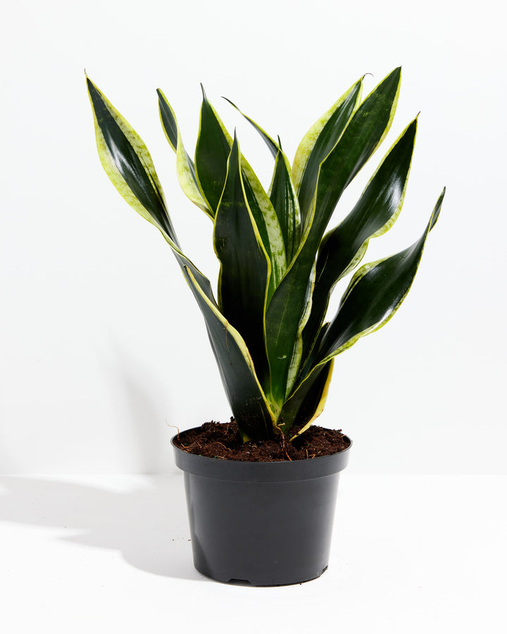 Black Gold Snake Plant, Lively Root, Plant, Size, Large, , 