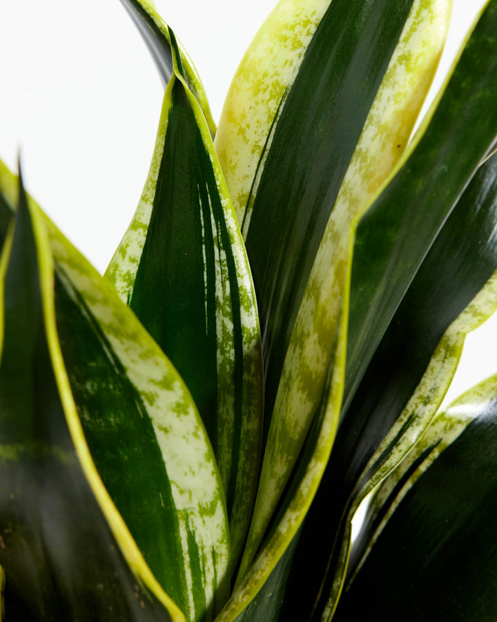 Black Gold Snake Plant, Lively Root, Plant, , , , 