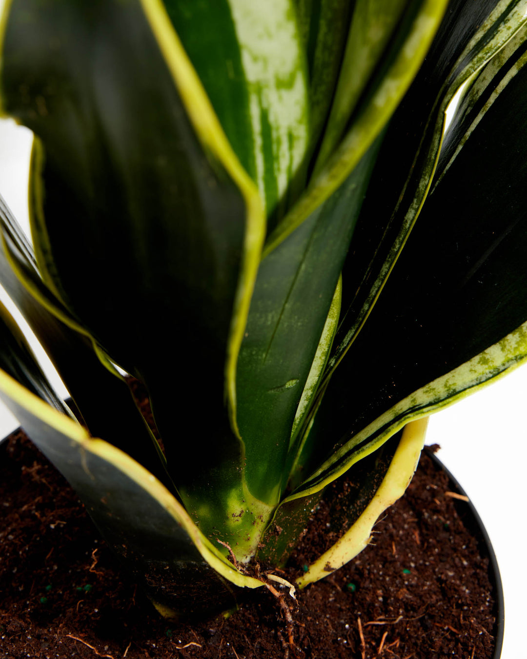 Black Gold Snake Plant, Lively Root, Plant, , , , 