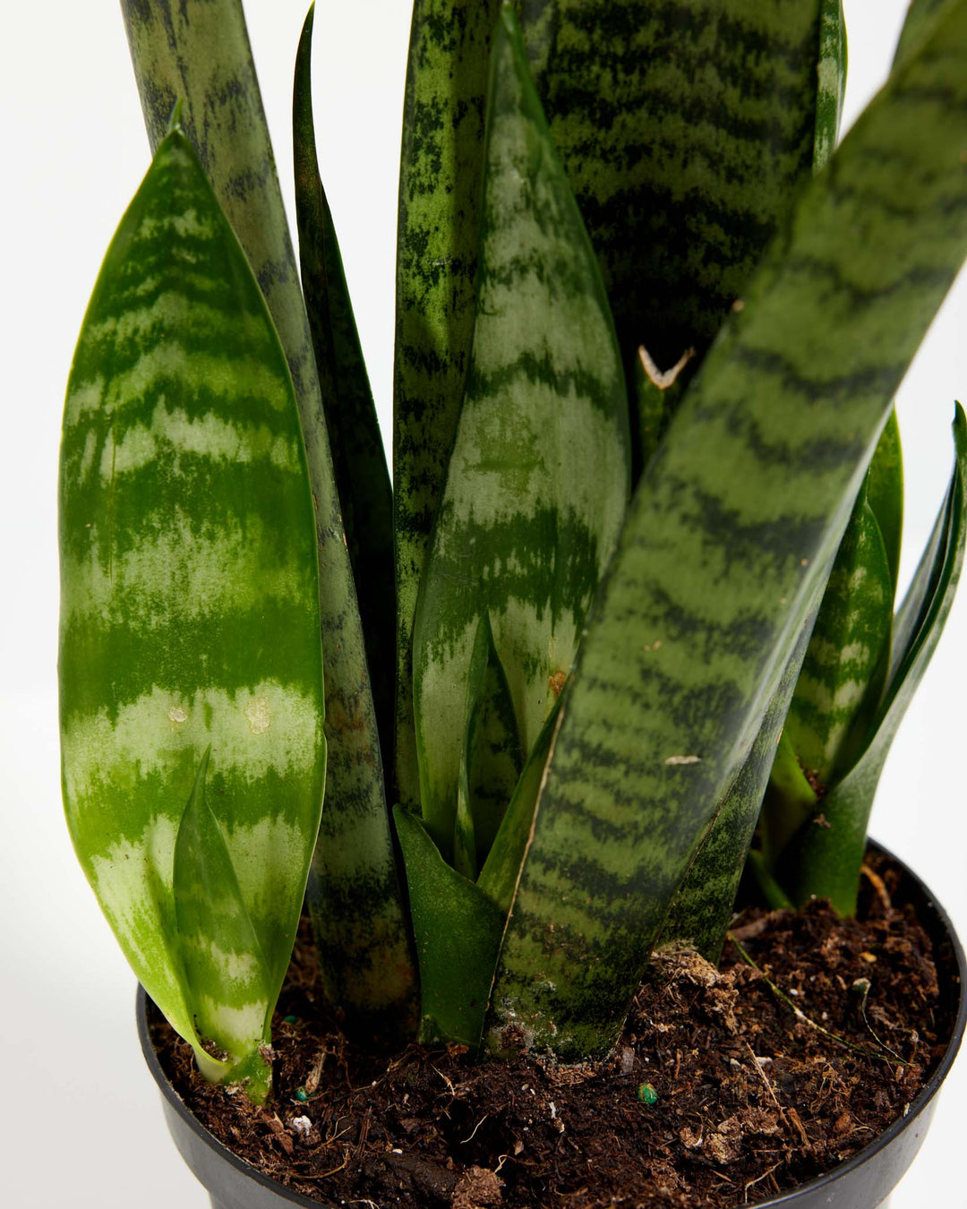 Black Coral Snake Plant