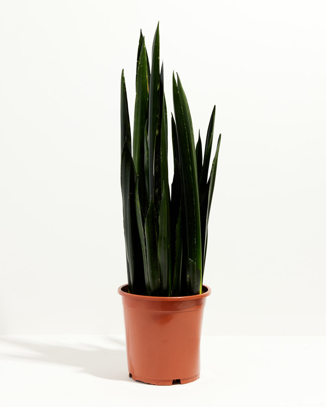Black Diamond Snake Plant