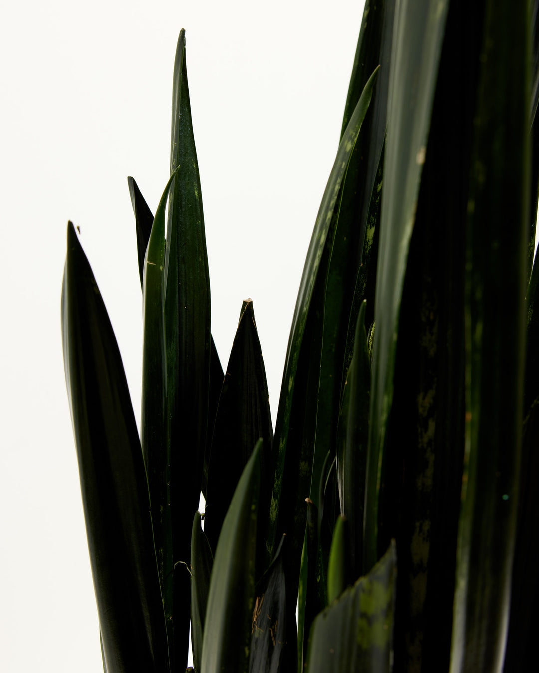 Black Diamond Snake Plant