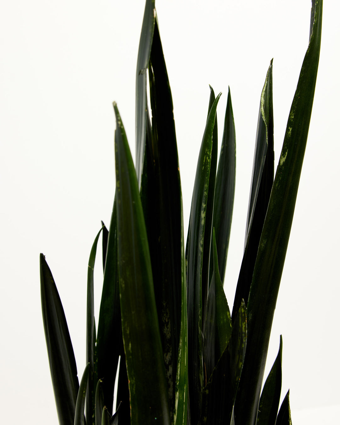 Black Diamond Snake Plant