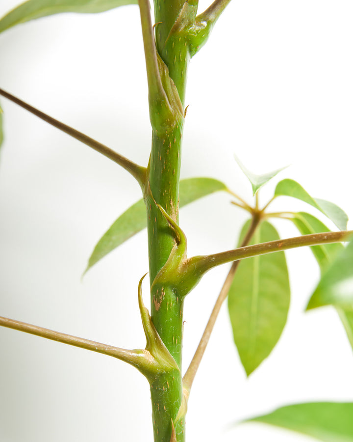 Australian Umbrella Tree