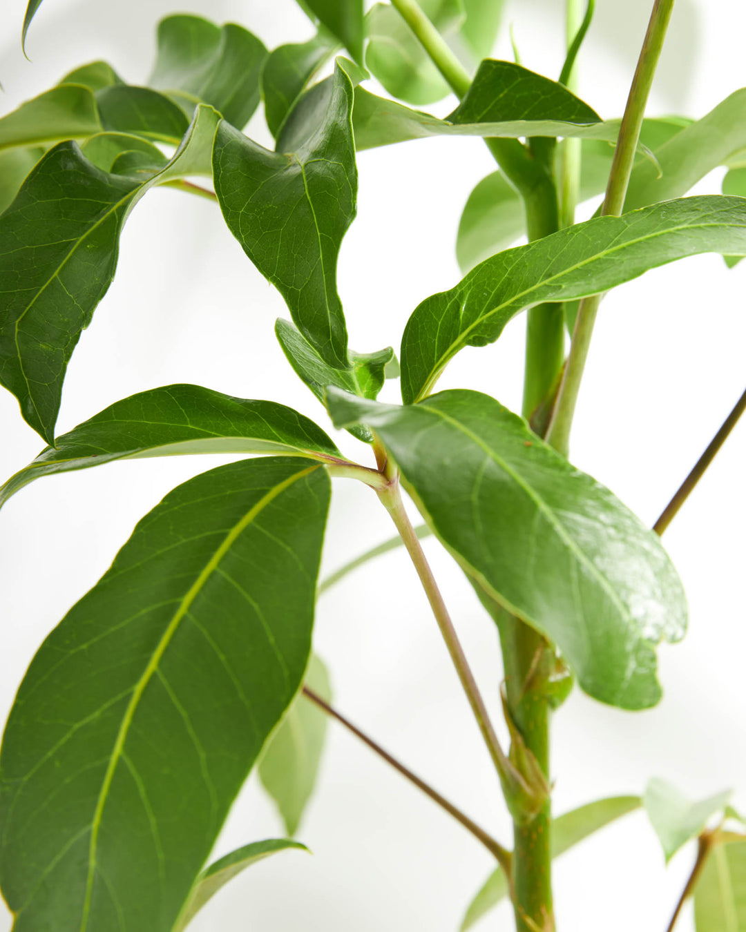 Australian Umbrella Tree