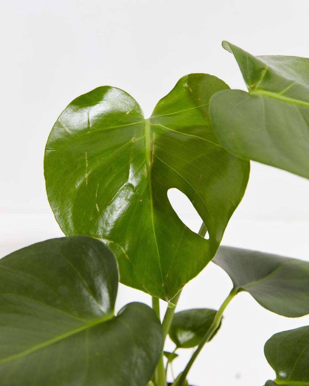 A close-up detail of a Monstera Deliciosa (Split Leaf Philodendron) leaf, showcasing its glossy green surface and a single natural perforation, or fenestration, against a white background.