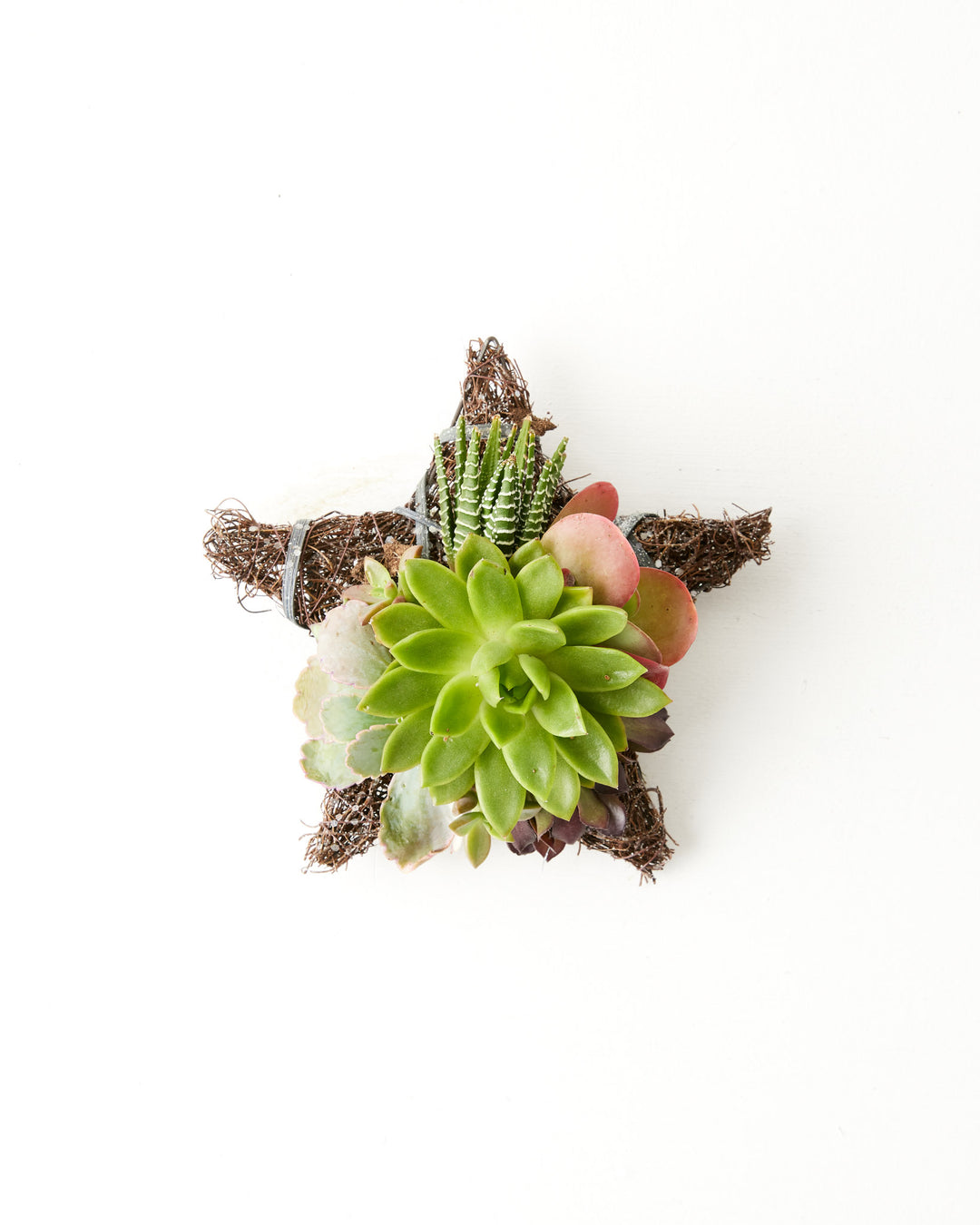 8" Fresh Live Succulent Star Ornament, Lively Root, Plant, , , , 
