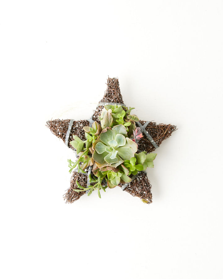 8" Fresh Live Succulent Star Ornament, Lively Root, Plant, , , , 