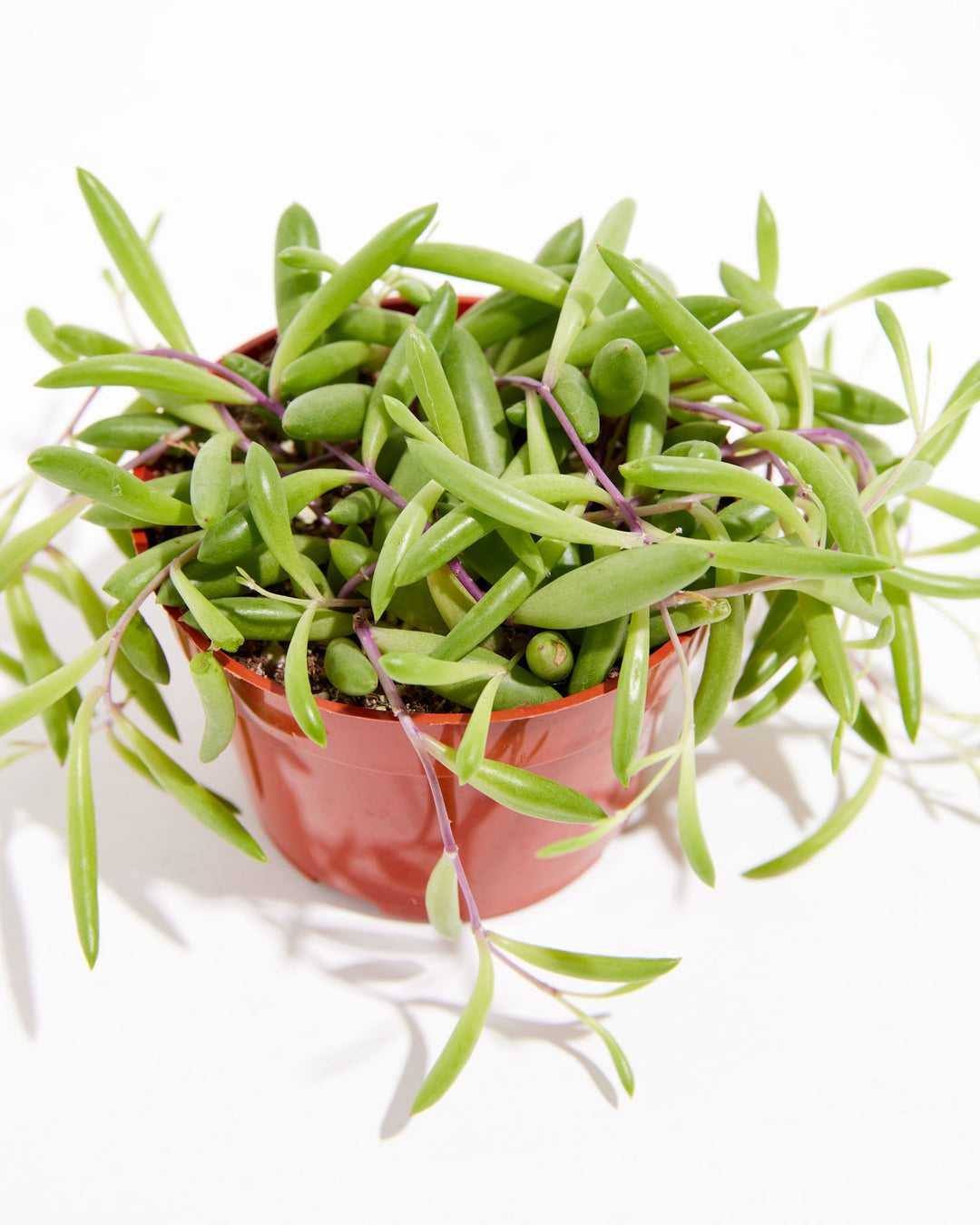 String of Rubies