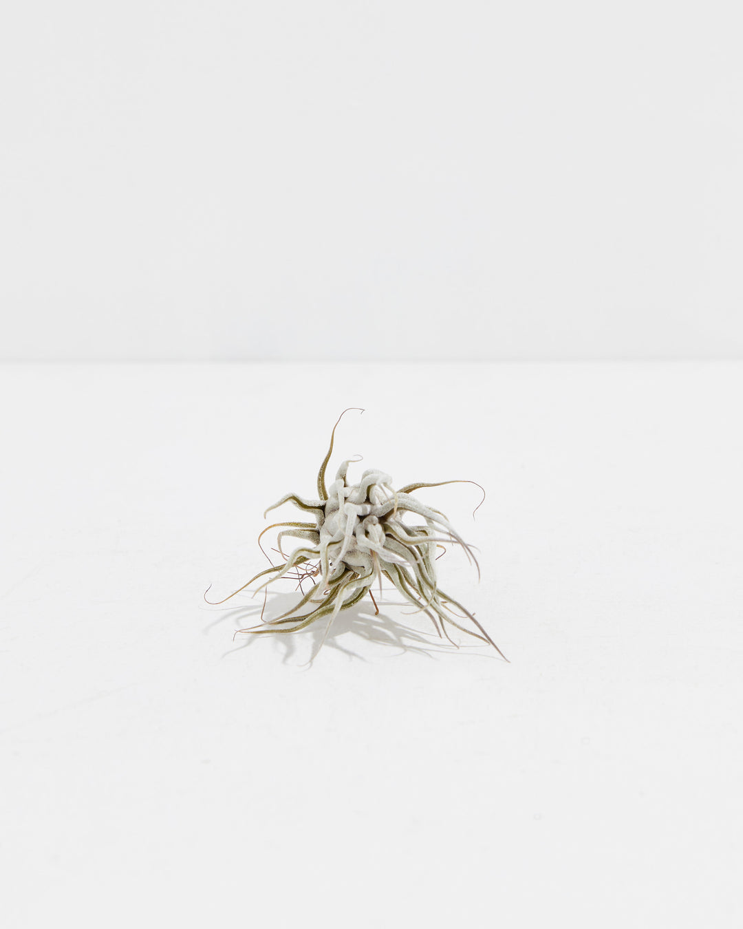‘Ty’ Ehlersiana x Bulbosa Air Plant, Lively Root, Plant, , , , 