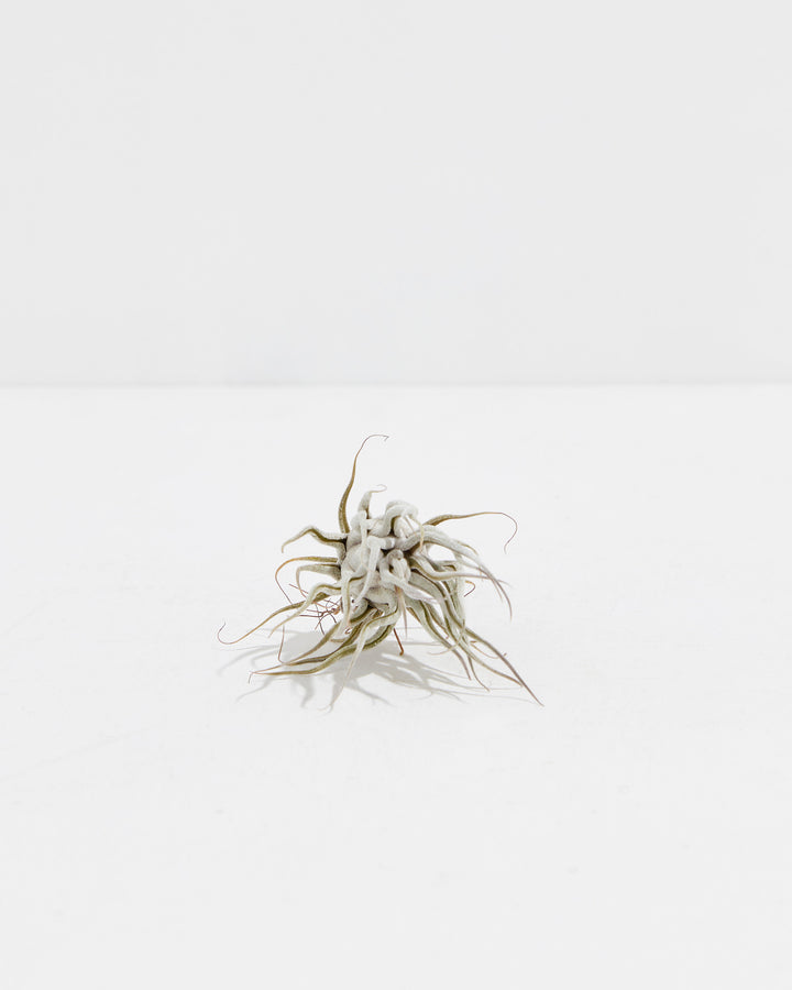 ‘Ty’ Ehlersiana x Bulbosa Air Plant, Lively Root, Plant, , , , 