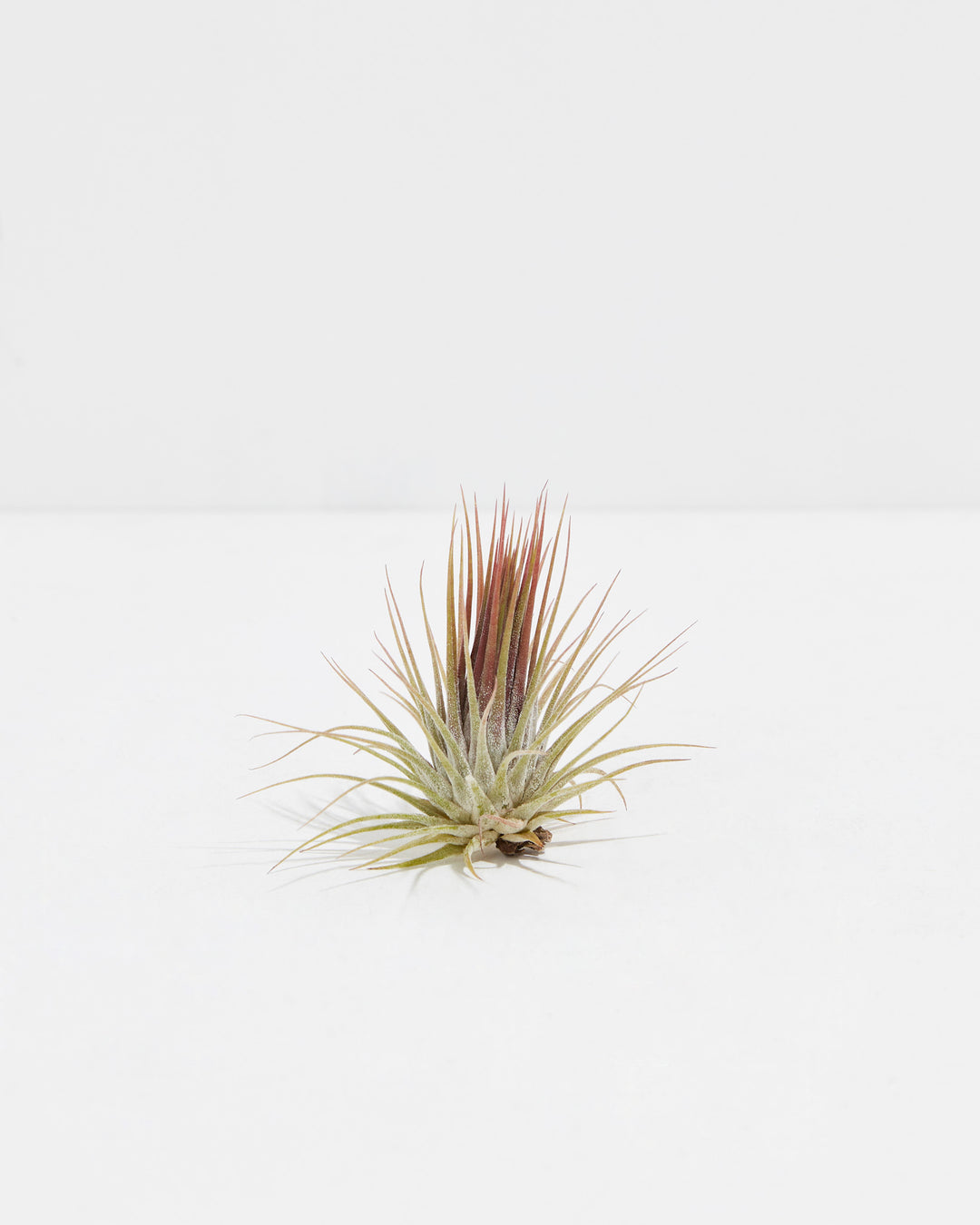 Tillandsia Ionantha Guatemala air plant with delicate needle-like green leaves and striking burgundy-red central foliage in compact rosette form. Soilless epiphytic plant perfect for terrariums, mounted displays, and desktop décor, requiring only weekly misting and bright indirect light for thriving growth without traditional potting.