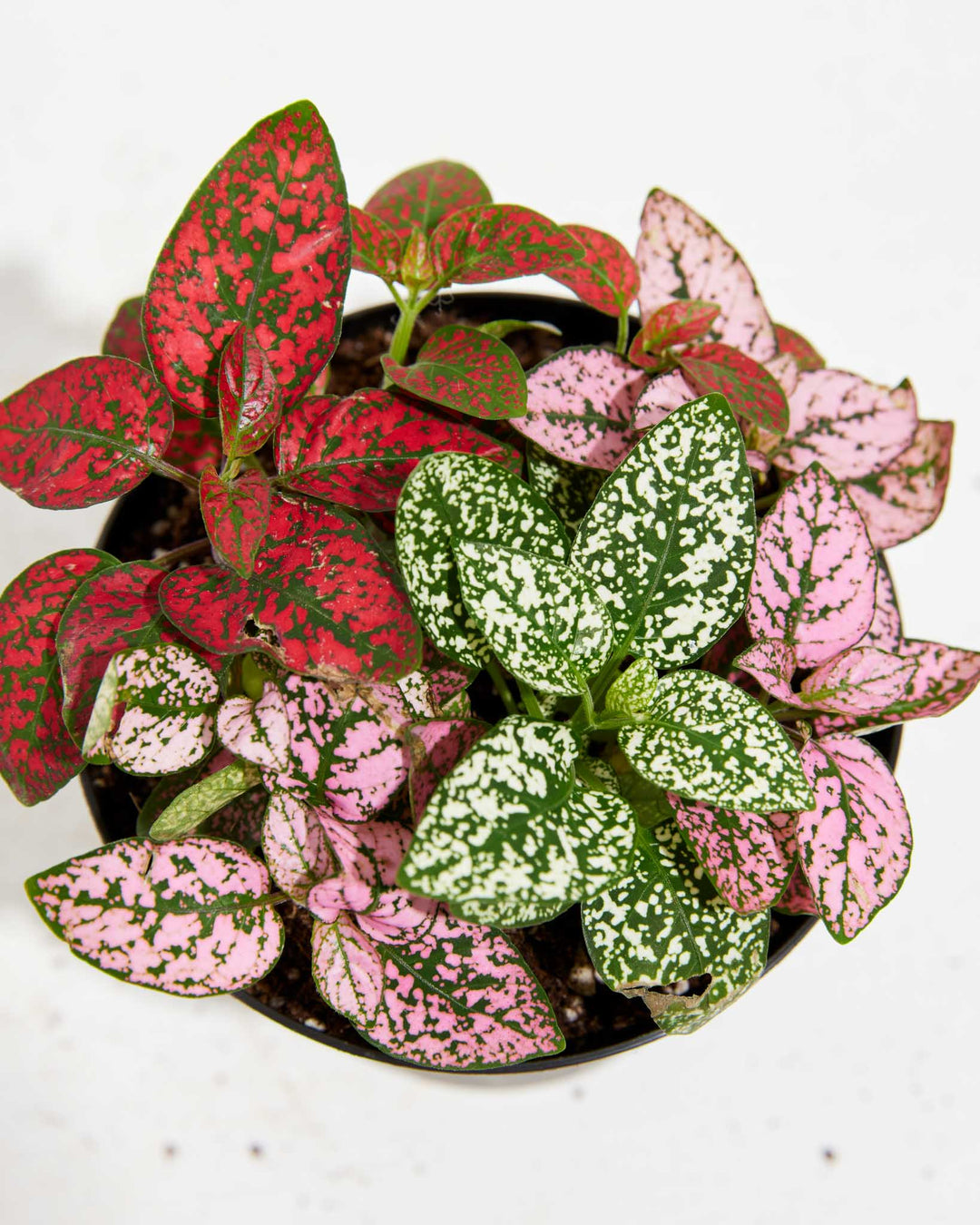 Holiday Cheer Tricolor Hypoestes, Lively Root, Plant, , , , 