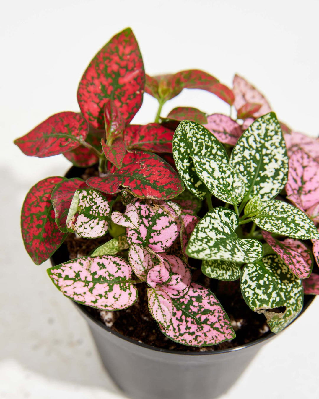 Holiday Cheer Tricolor Hypoestes, Lively Root, Plant, , , , 