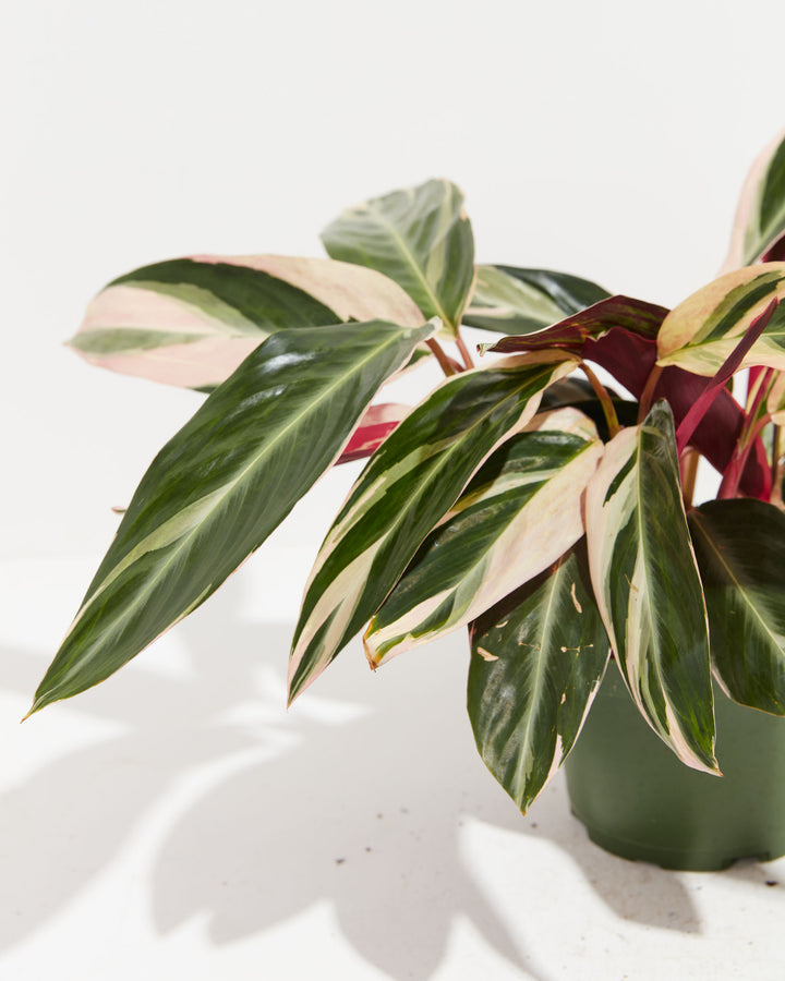 6-inch Stromanthe Triostar (Stromanthe sanguinea) in a dark green grower pot with pink, cream, and green variegated leaves and burgundy stems on white background