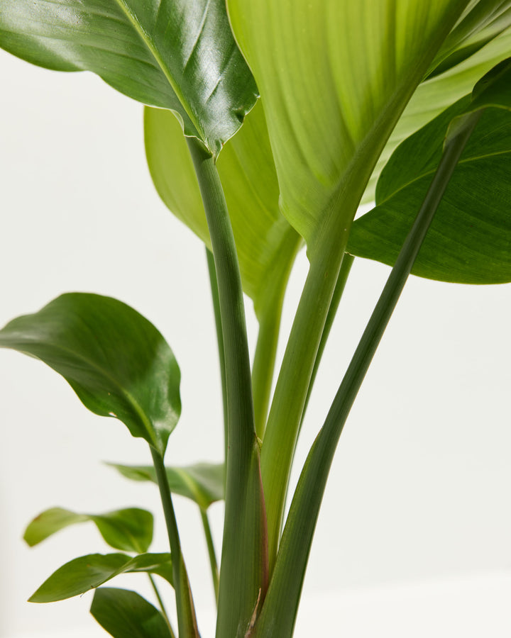 An extreme close-up view highlighting the thick, smooth green stalks and broad tropical foliage of an Orange Bird of Paradise plant against a bright white background.