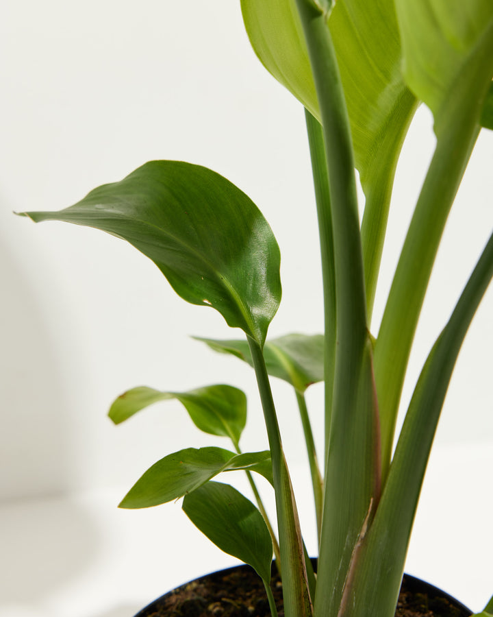 A close-up studio shot detailing the smooth, thick green stems and upright, wavy leaves of an Orange Bird of Paradise houseplant against a clean white backdrop.