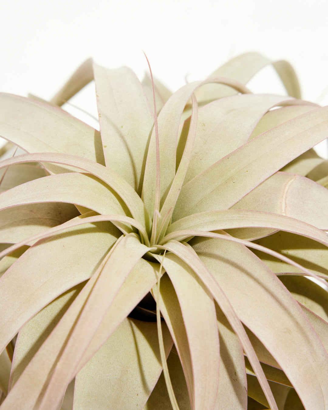 Tillandsia Xerographica Air Plant