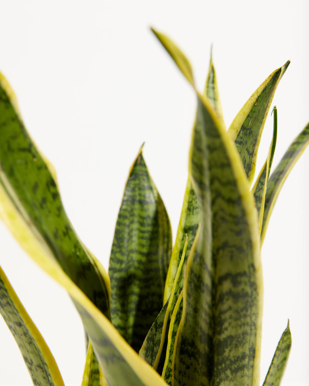 A close-up detail of a Variegated Sansevieria Laurentii (Snake Plant) highlighting its distinctive dark green banded patterns and vibrant yellow margins on its architectural leaves.