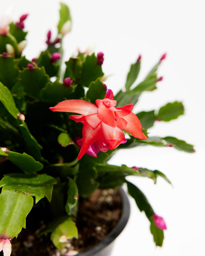 Close-up of Christmas Cactus showing a fully open red bloom with layered petals and dark purple buds emerging from serrated green stems against a white background