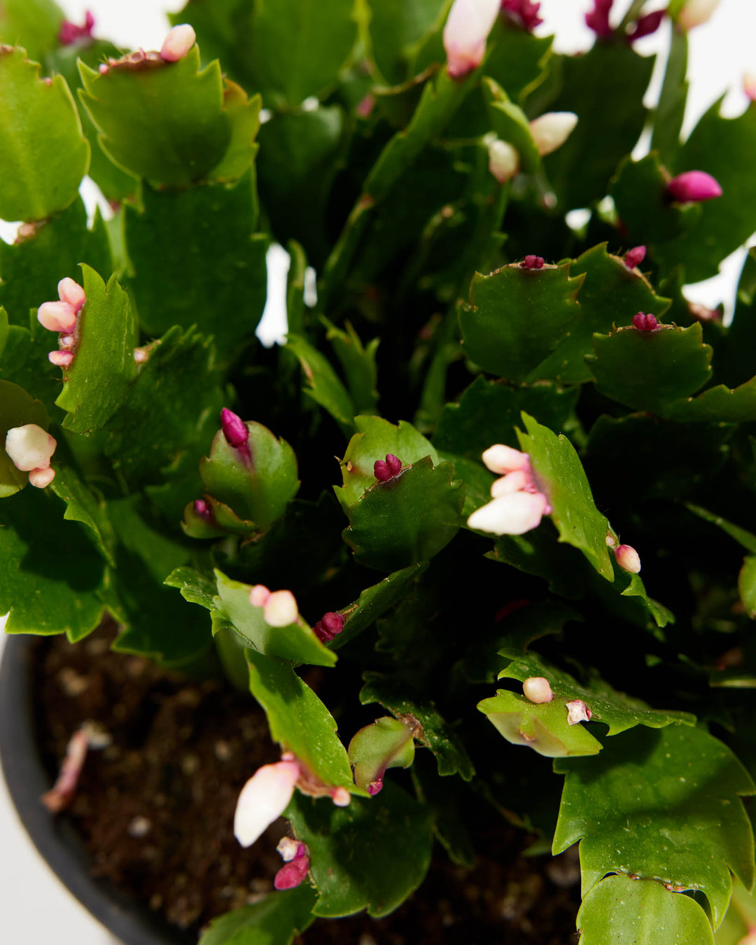 Overhead close-up of Christmas Cactus showing dense green segmented foliage covered in small pink and purple flower buds ready to bloom