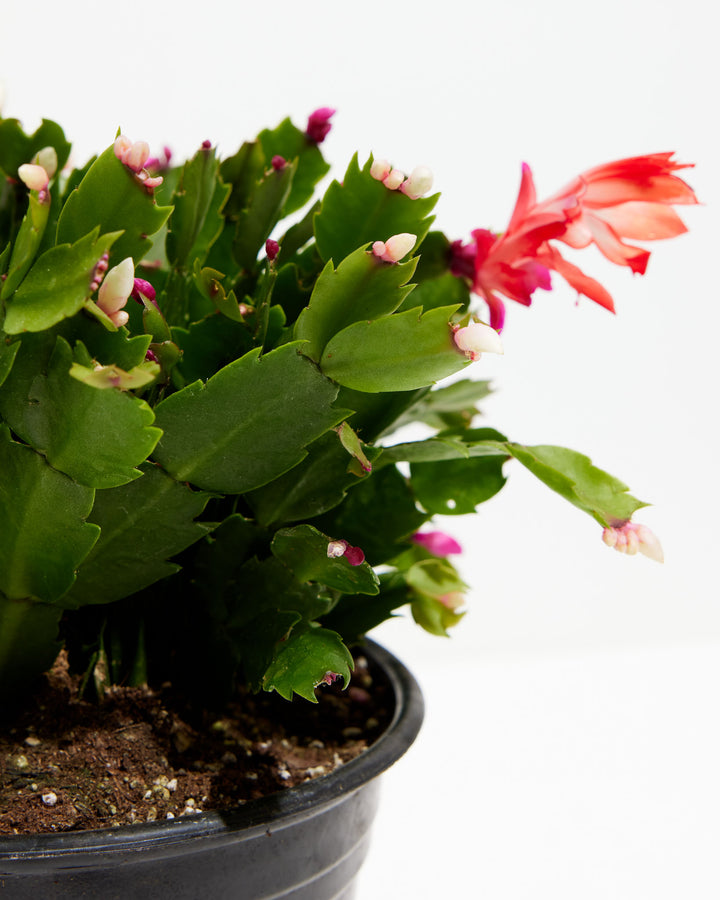 Close-up of Christmas Cactus showing serrated green stem segments with pink and white buds and a vivid red open bloom against a white background