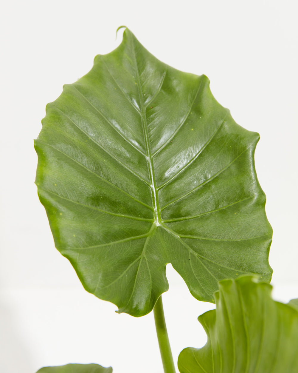 Alocasia Gagaena California, Lively Root, Plant, , , , detail