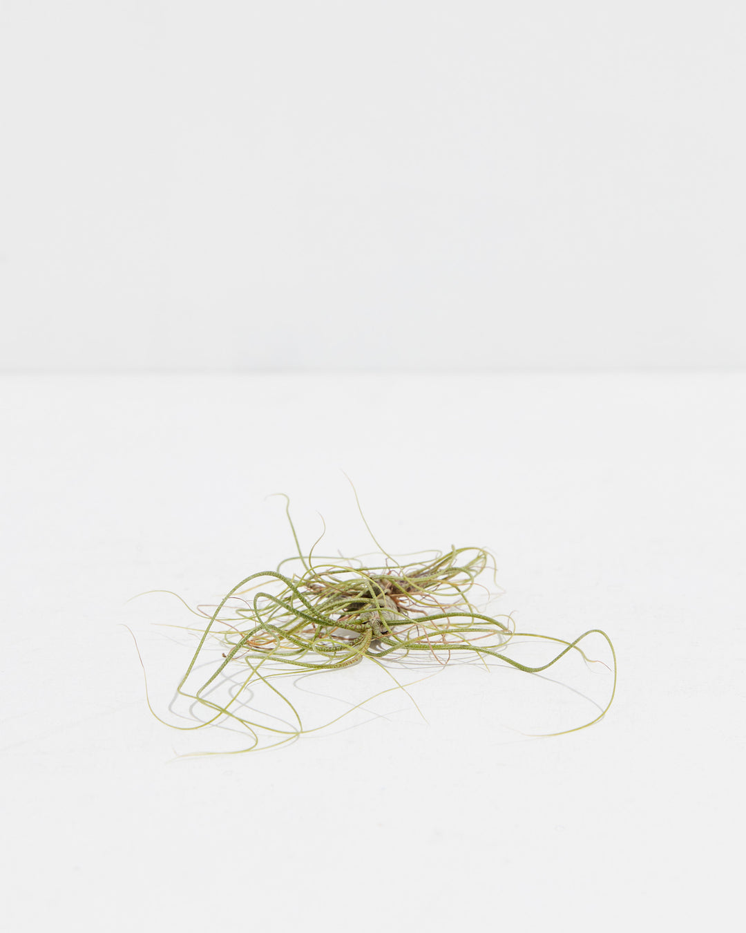 Butzii Air Plant, Lively Root, Plant, , , , 