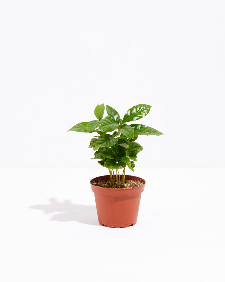 Young coffee plant in a 4" plastic grower pot showing its natural, untrimmed growth habit