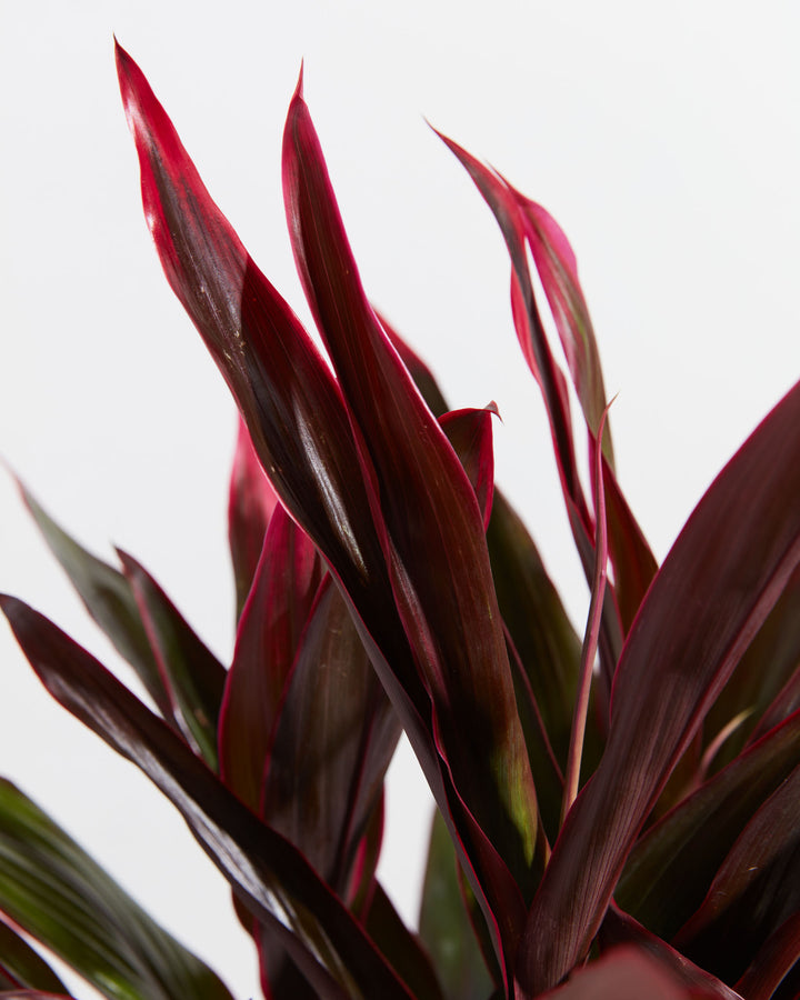 Hawaiian Ti Plant, Lively Root, Plant, , , , 