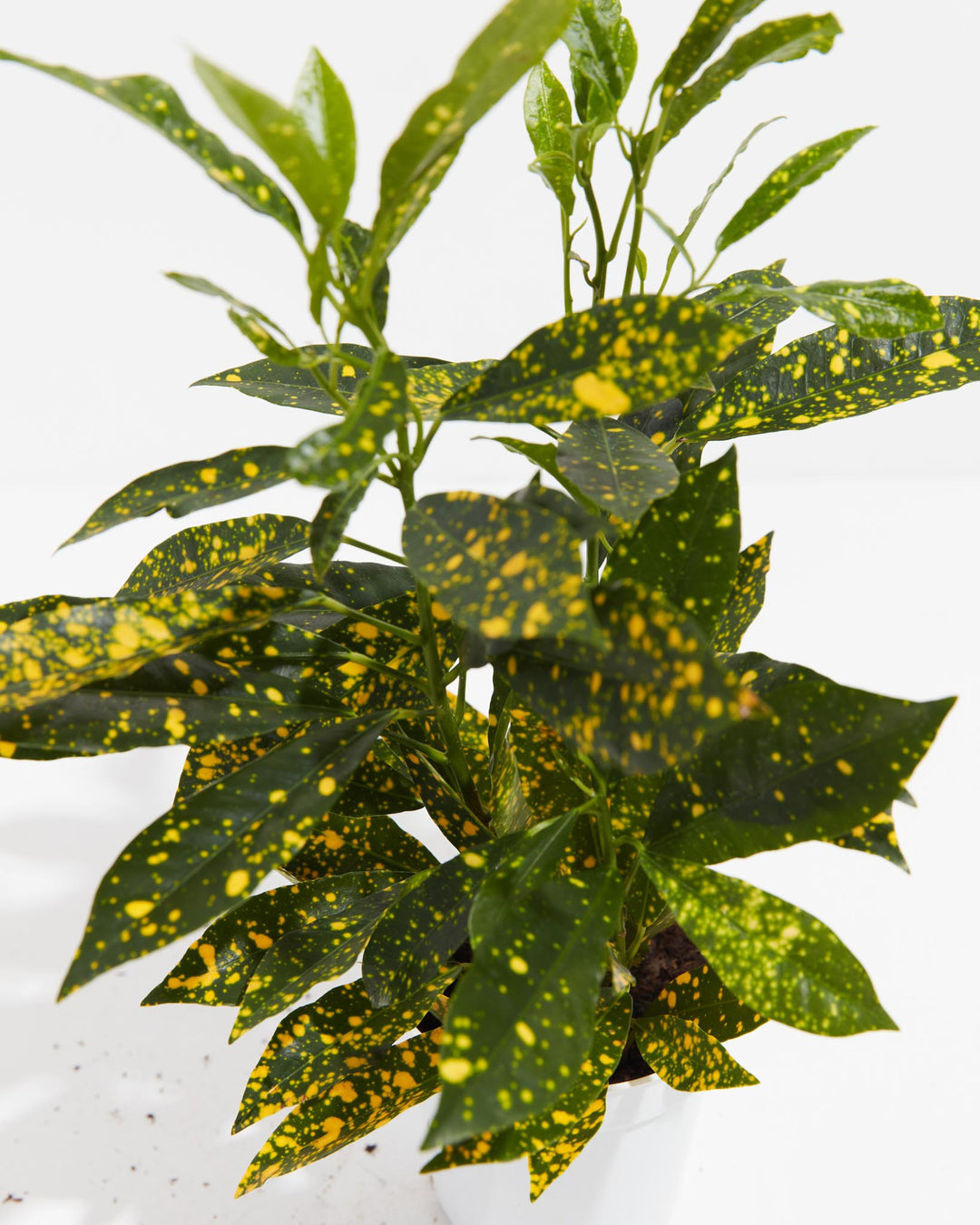 Detailed macro view of Gold Dust Croton branch showing leaf arrangement, yellow-speckled variegation pattern, and natural branching growth habit up close.