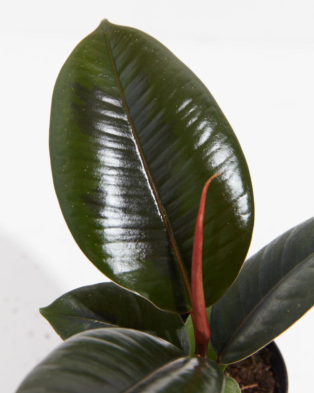 A close-up detail of a Ficus Elastica (Burgundy Rubber Tree) leaf, highlighting its glossy, deep burgundy-green surface and a vibrant red new growth sheath against a white background.