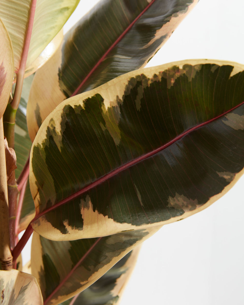 Tineke Rubber Tree Plant featuring a close-up detail view focusing on its large, thick oval leaves, showcasing a pattern of dark green and creamy-yellow variegation with a prominent pink central vein, set against a clean white background.