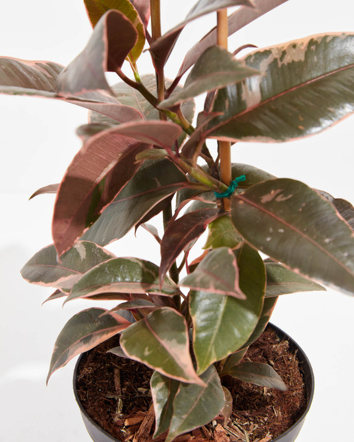 Ruby Rubber Tree Plant featuring a close-up detail view of its multi-stemmed growth habit, showing layers of thick, variegated green and pink leaves attached to a central stalk supported by a wooden dowel, housed in a black plastic grower pot, set against a clean white background.