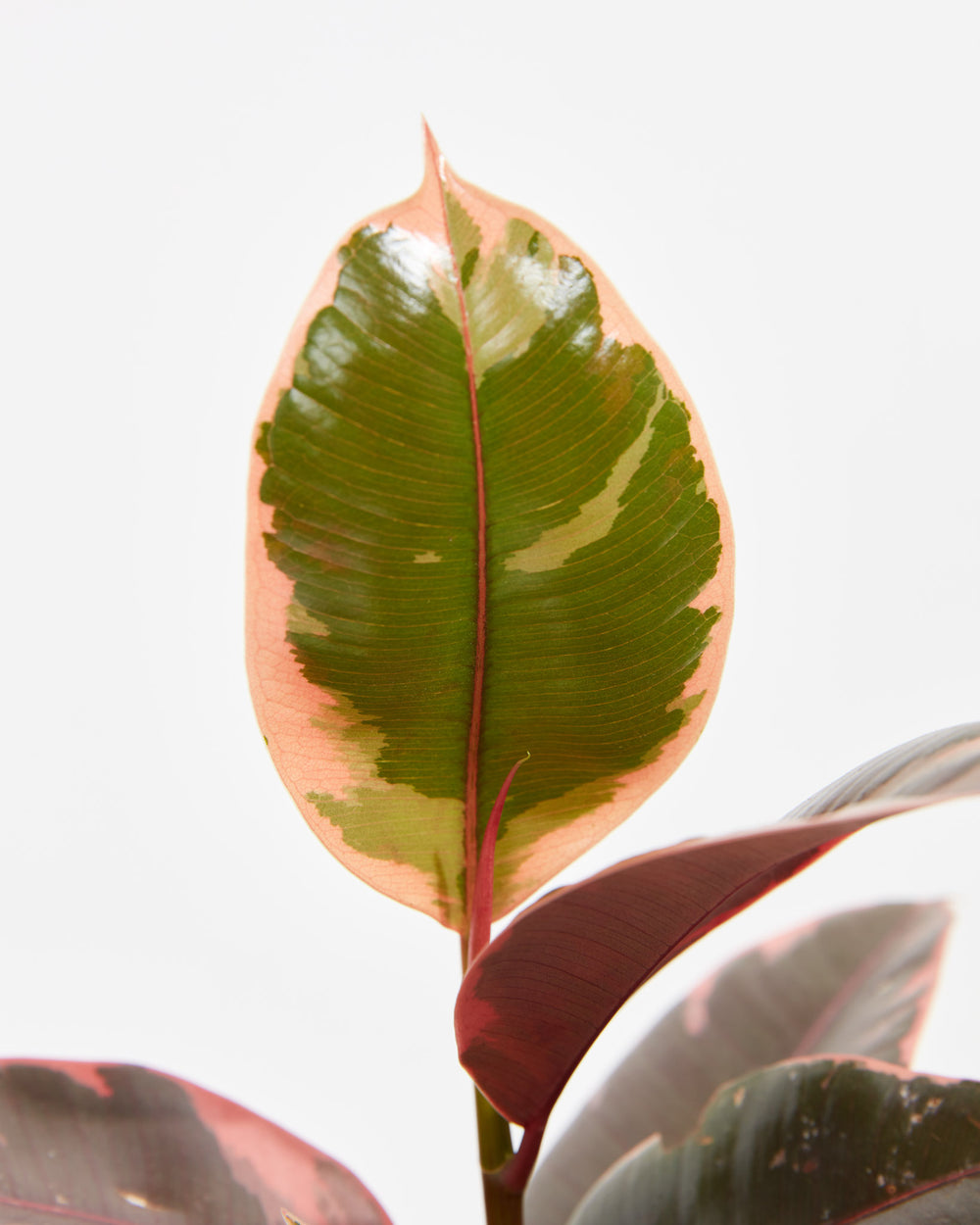 Ruby Rubber Tree Plant featuring a close-up detail view of a single broad, oval leaf showcasing vibrant variegation with a dark green center, creamy green patches, and a prominent pinkish-red margin and central vein, set against a clean white background.
