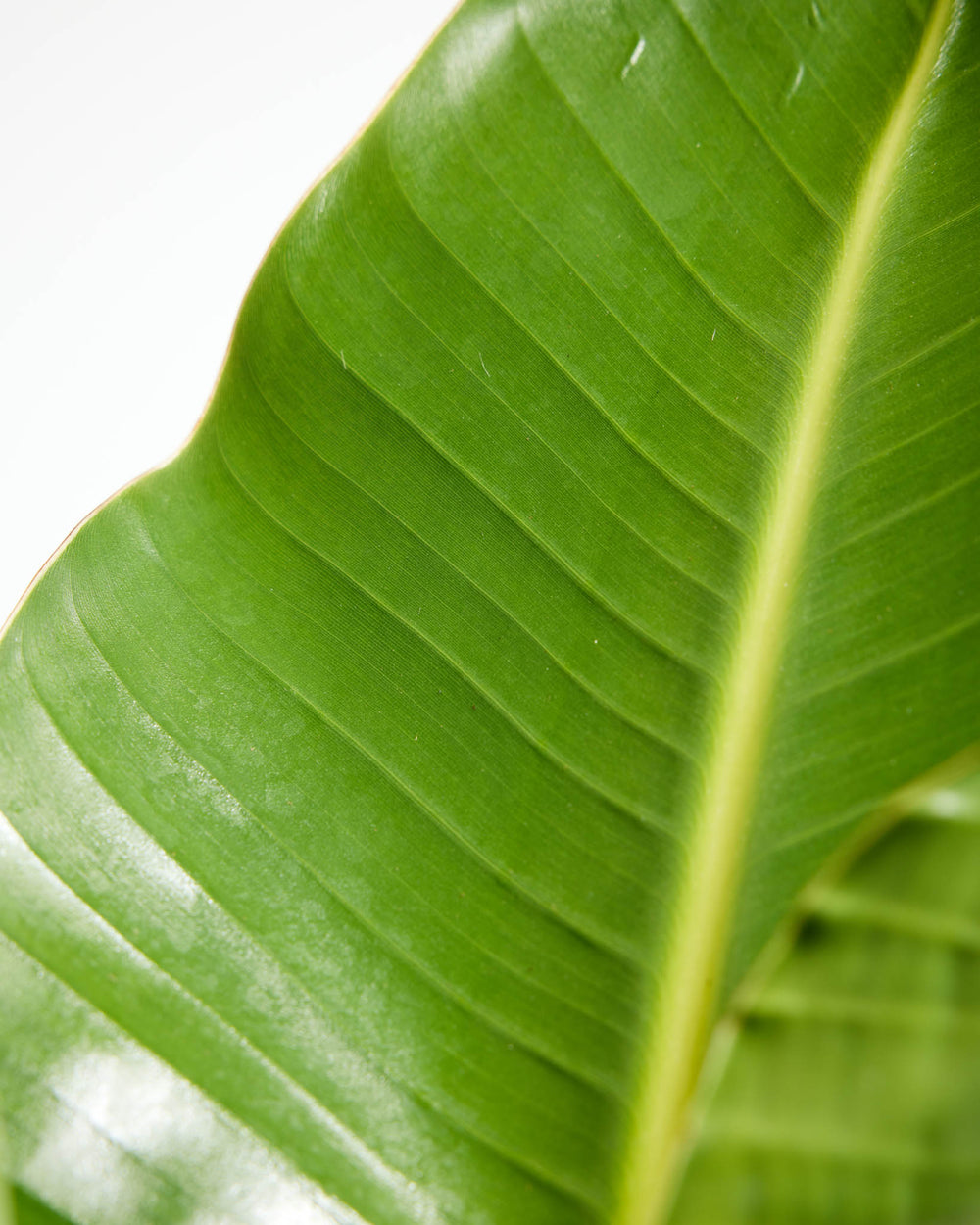 Close-up of a textured green leaf on a Giant Bird of Paradise indoor plant.