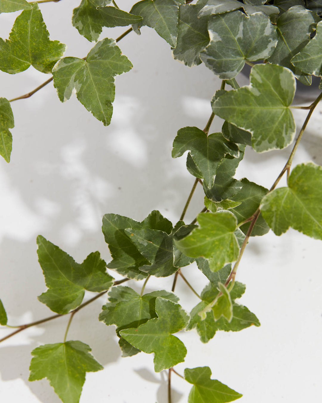 Close-up macro of mature 8-inch Hedera Glacier ivy leaves showing intricate white-to-gray-to-green variegation pattern with detailed leaf venation; premium foliage specimen detail highlighting the distinctive color blocking of this variegated ivy species.