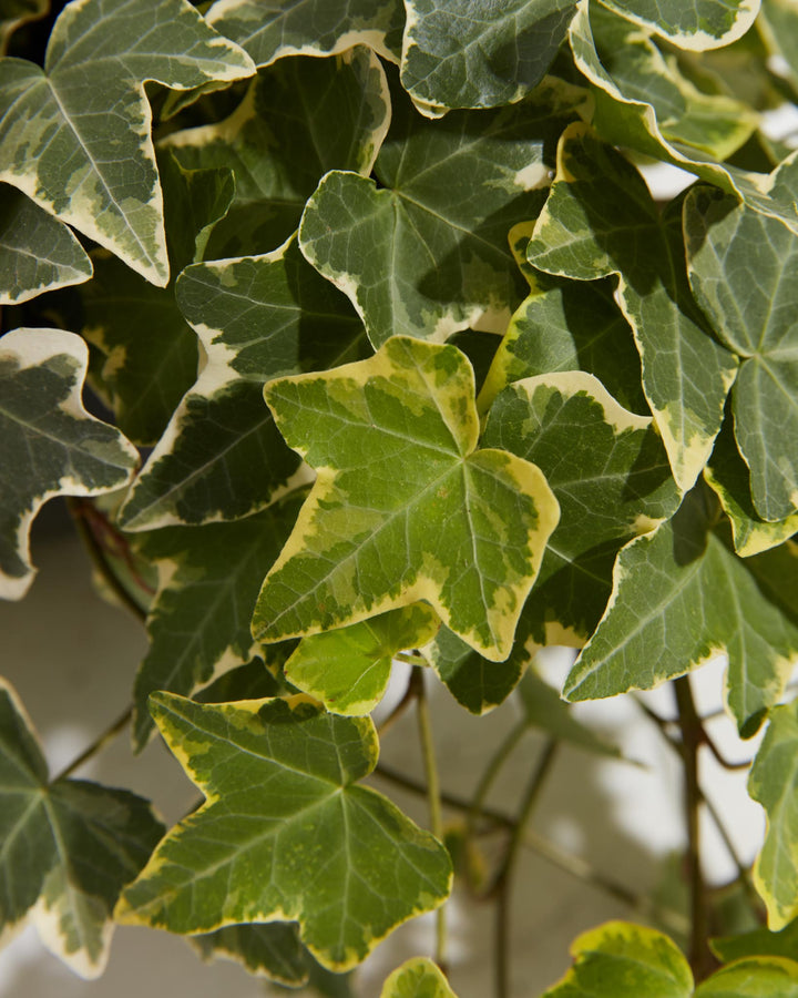 English Ivy Gold Child, Lively Root, Plant, , , , 