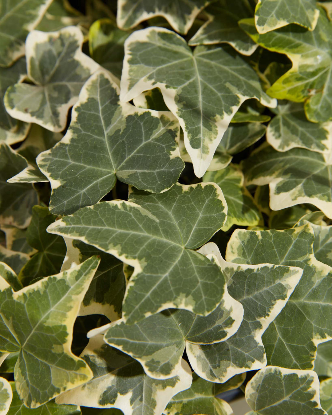 English Ivy Gold Child, Lively Root, Plant, , , , 