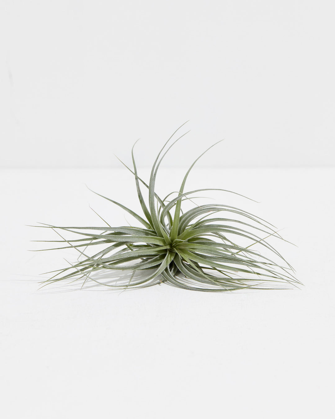 Tillandsia Houston Air Plant, Lively Root, Plant, , , , 