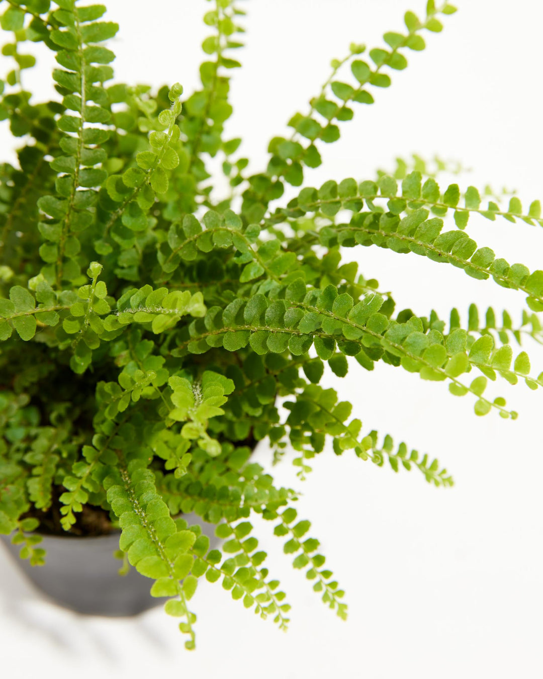 Lemon Button Fern (Nephrolepis cordifolia) close-up detail of dense arching fronds with tiny round bright green leaflets on wiry brown stems in a dark grey nursery pot on a white background