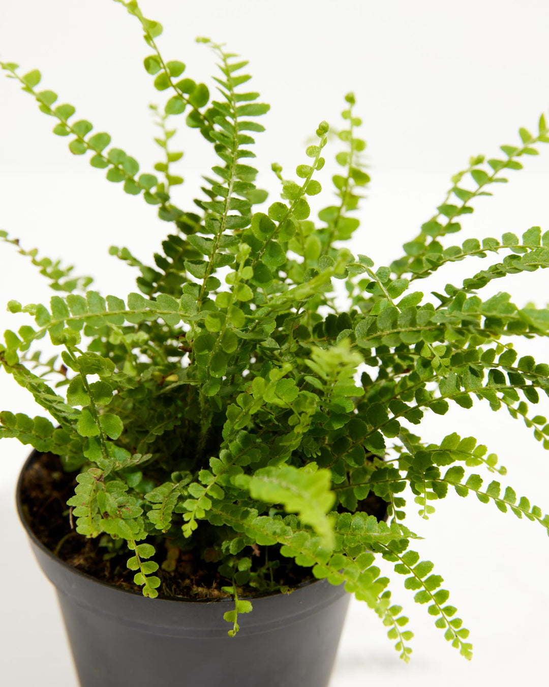 4-inch Lemon Button Fern (Nephrolepis cordifolia) in a black nursery grower pot with dense upright and arching fronds of tiny round bright green leaflets on a white background