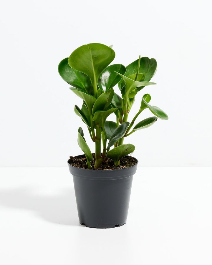 A 4-inch Baby Rubber Plant (Peperomia obtusifolia) showcased in a simple, dark grey plastic grower pot against a solid white background. The plant features thick, smooth, glossy green leaves that grow upward on sturdy stems, with a single, slender green flower spike subtly extending near the top right of the foliage.