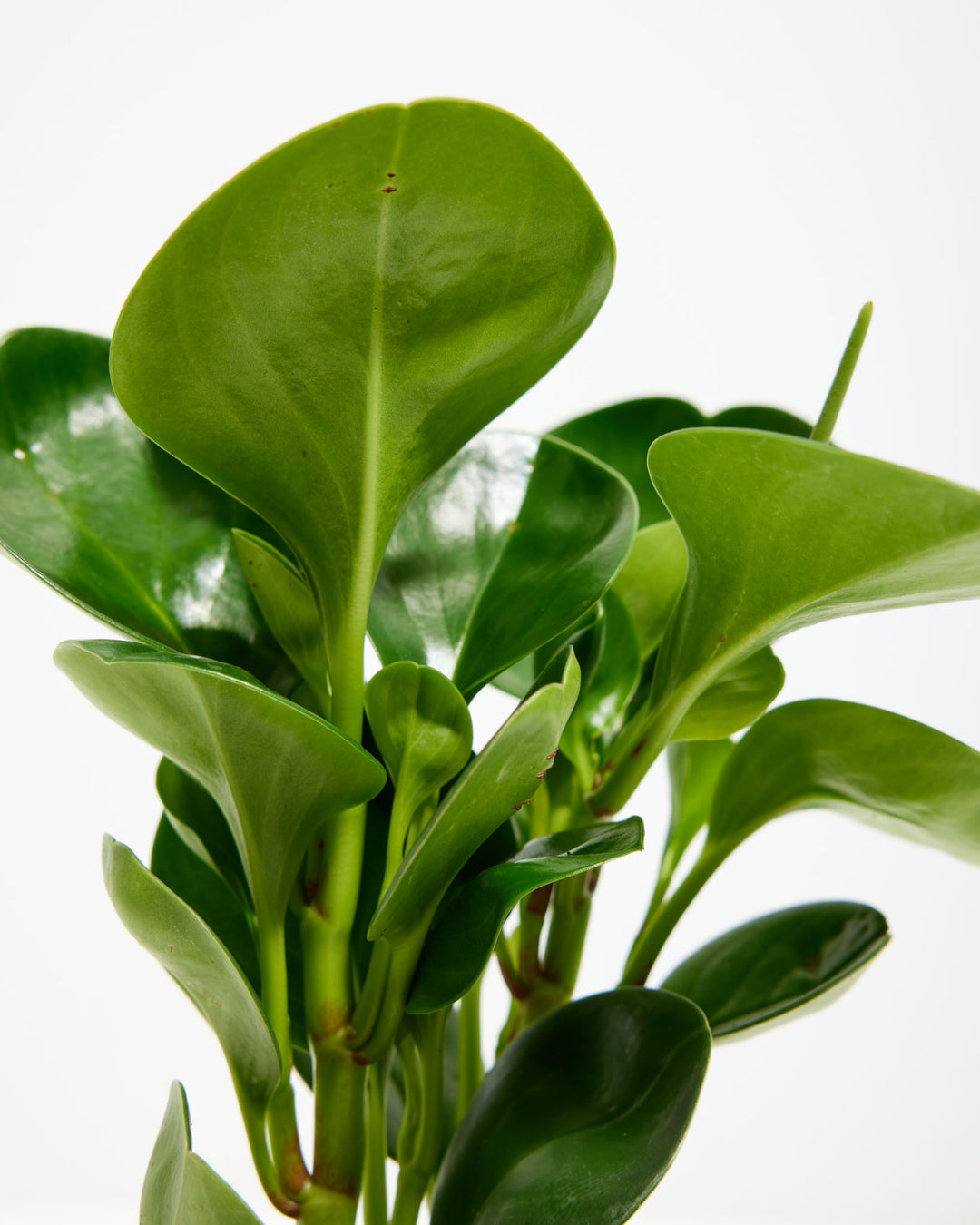 A close-up detail shot focusing on the upper foliage of a Baby Rubber Plant (Peperomia obtusifolia). The image highlights the plant's thick, smooth, and glossy green leaves growing tightly along sturdy stems, with a small, slender green flower spike rising vertically from the upper right section of the leaves against a solid white background.