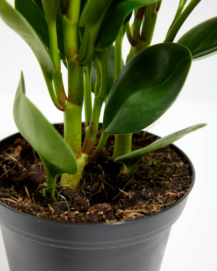 A close-up detail shot focusing on the lower stems and soil base of a Baby Rubber Plant (Peperomia obtusifolia). The image captures the thick, sturdy, light green stems with slight reddish-brown speckling emerging from a dark, textured potting mix inside a black plastic grower pot, all set against a clean white background.