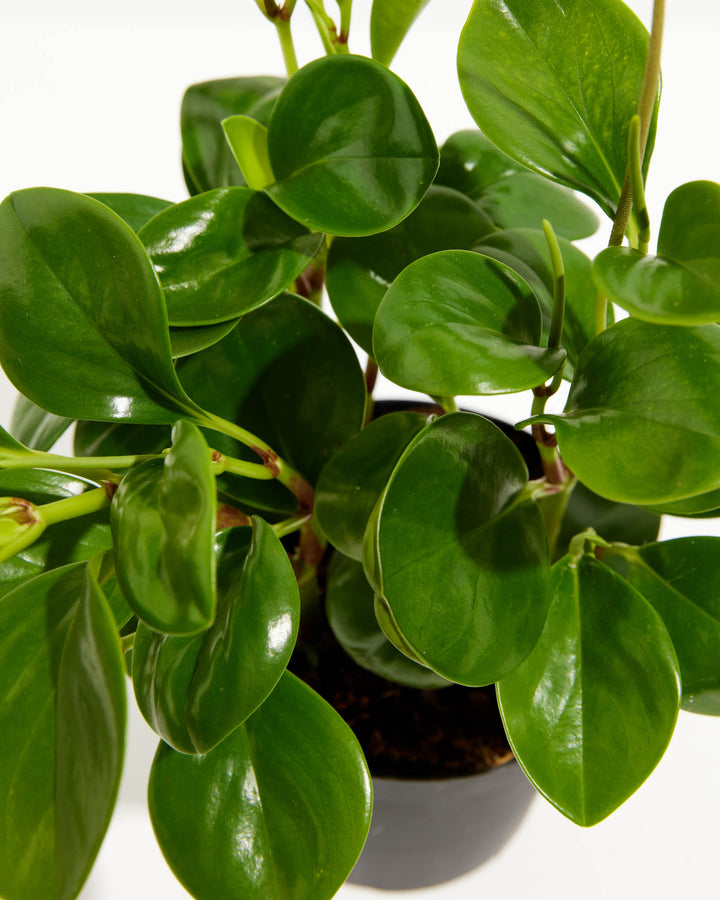 A close-up, top-down view of a Baby Rubber Plant (Peperomia obtusifolia) highlighting its dense, overlapping clusters of thick, glossy green leaves. The smooth, teardrop-shaped foliage fills the frame, with the plant growing out of a dark potting soil mix visible inside a black pot.
