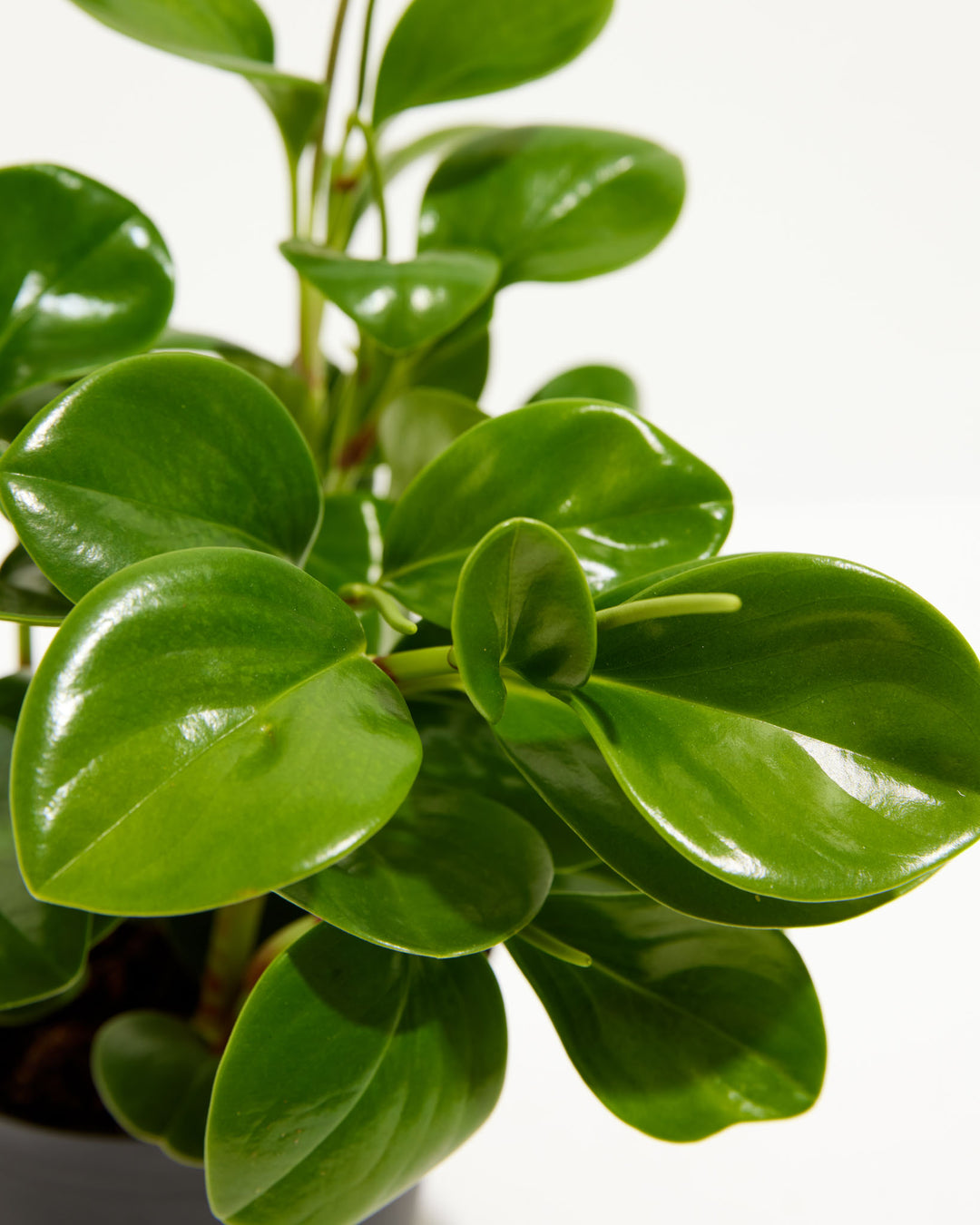 A close-up view showing a healthy cluster of thick, glossy, bright green leaves of a Baby Rubber Plant (Peperomia obtusifolia). The smooth, waxy foliage catches the light beautifully, with a couple of thin, green flower spikes subtly emerging from the leaf junctions against a solid white background.