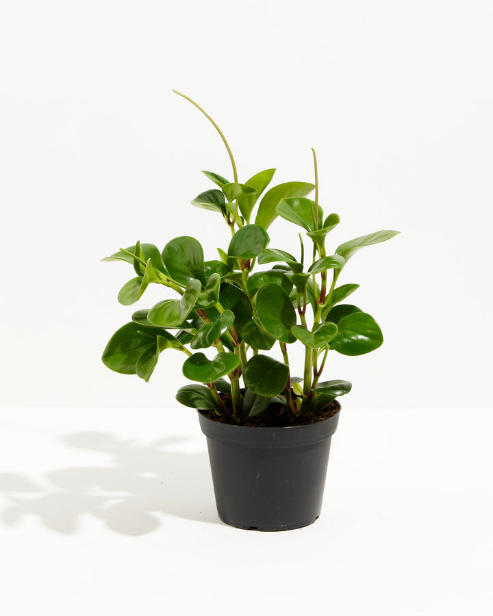 A vibrant 6-inch Baby Rubber Plant (Peperomia obtusifolia) sitting in a simple black plastic grower pot against a solid white background. The plant features thick, glossy, teardrop-shaped green leaves growing closely together, with two narrow, light green flower spikes stretching upwards from the center of the foliage.
