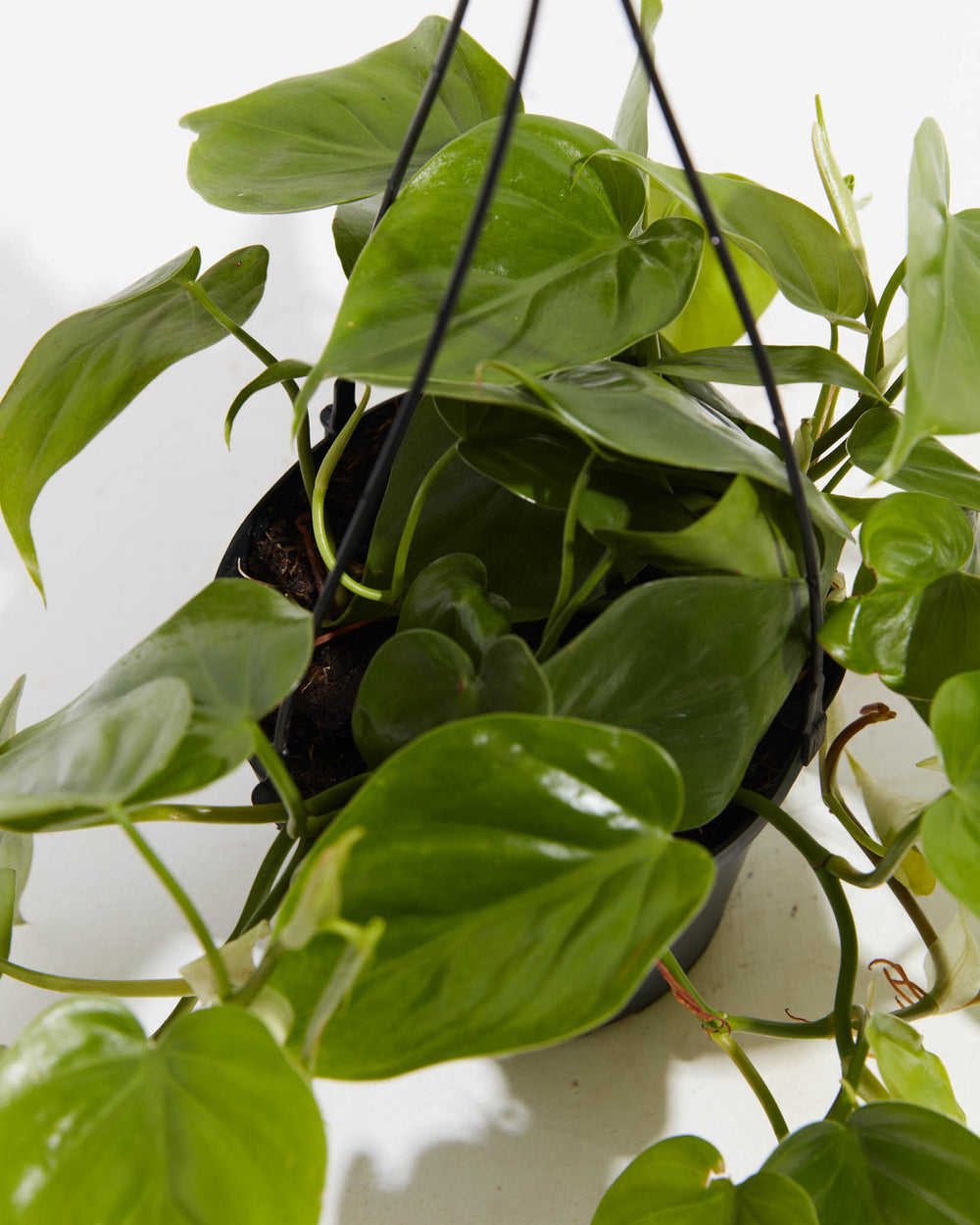 Overhead view of Philodendron Cordatum in a 6-inch black hanging grower pot, showing dense glossy heart-shaped green leaves trailing outward on slender vines in all directions